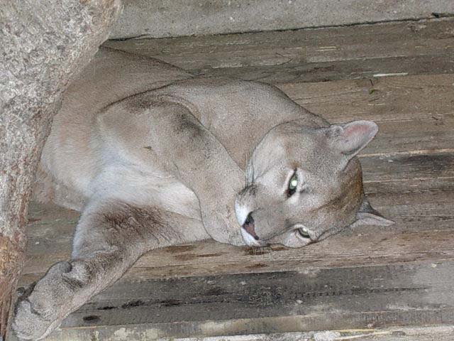 athos1