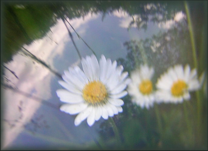 Impressio Caelum Bellium