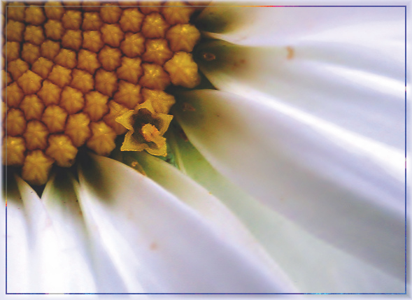 Aulaeum chrysanthes