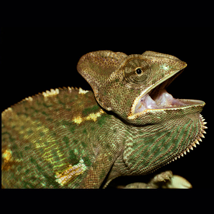<B>CHAM II<hR>