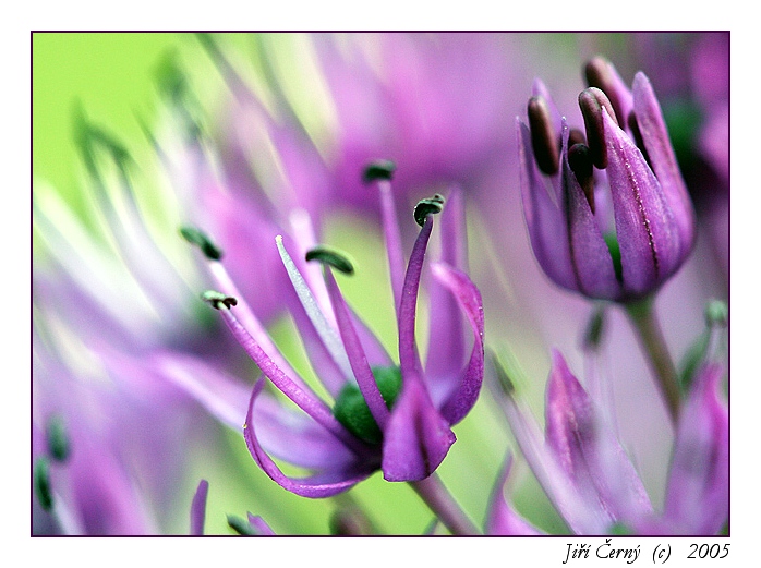 Fantazie paprsků II