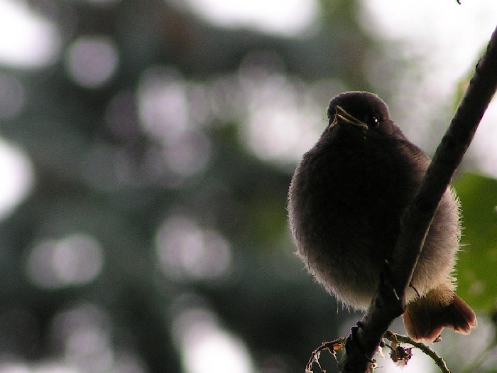 Ranní ptáče