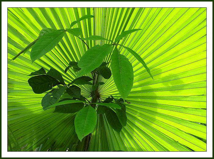 Prorůstání listů