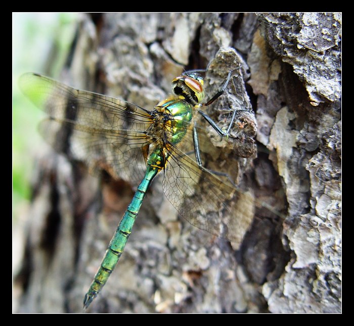 Somatochlora metallica metallica
