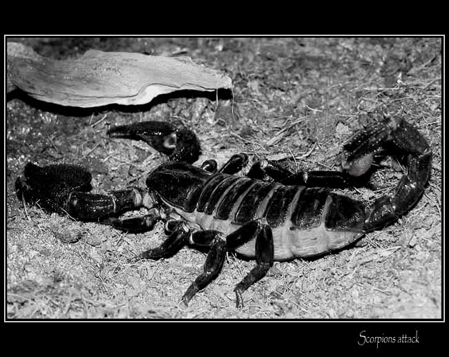 Scorpions attack