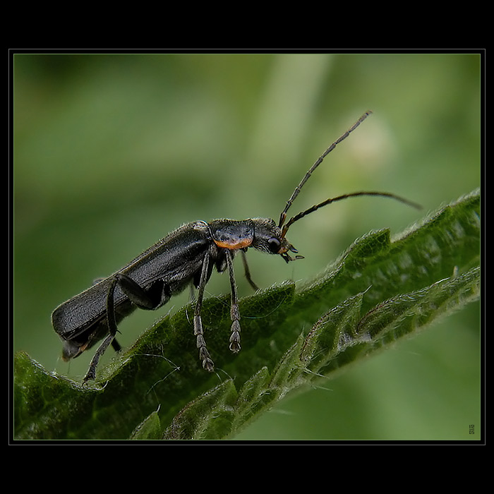 BROUČEK(...jen tak...)