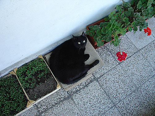 Čerňucha s vlčími máky