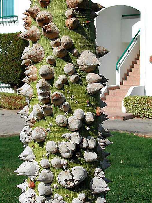 Mušličkový strom v Egyptě