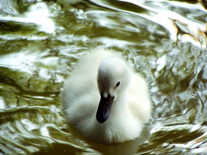 chick