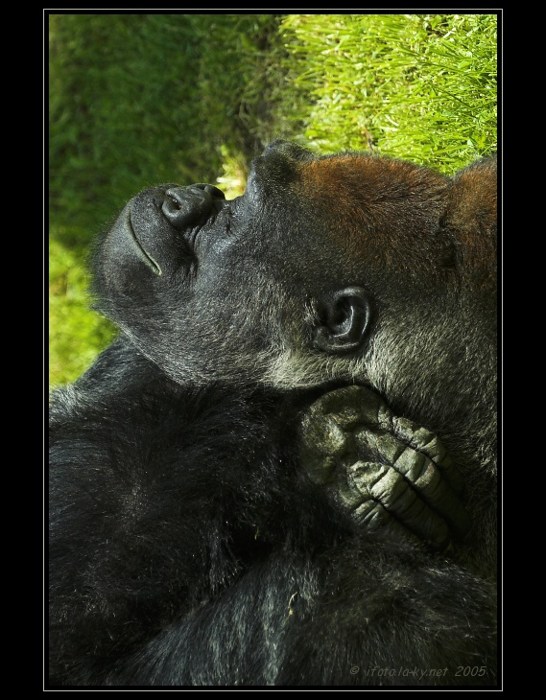 » Big Smile«