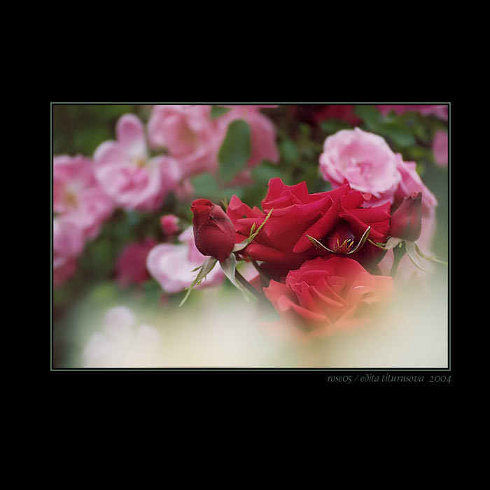 rose05