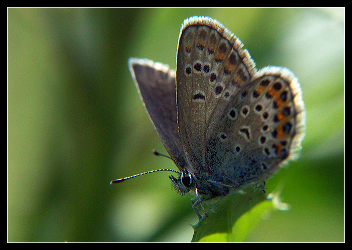 ~<b> siesta </b> ~ <br>