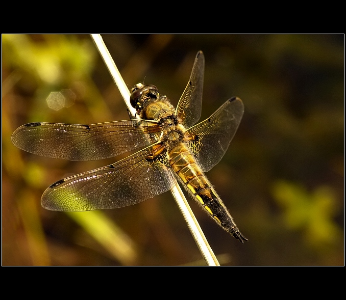 Vážka čtyřskvrná (Libellula quadrimaculata)
