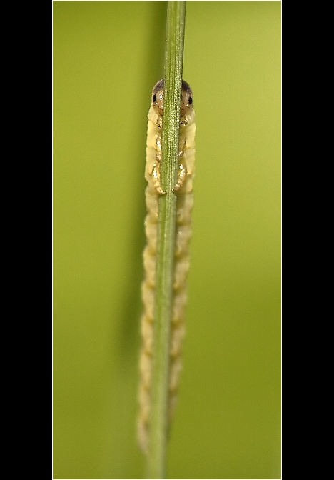 ....co to zase na mě čumí....