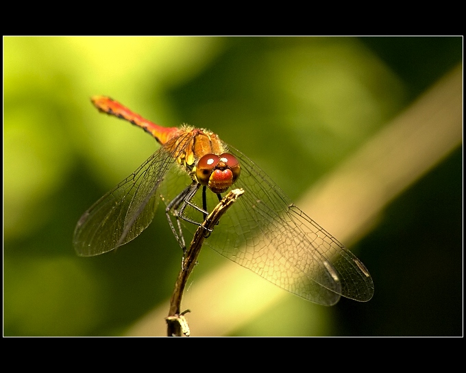 ....Vážka rudá... (Sympetrum sanguineum)