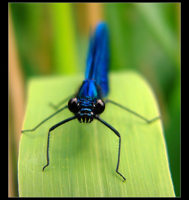 Motýlice lesklá (Calopteryx splendens)