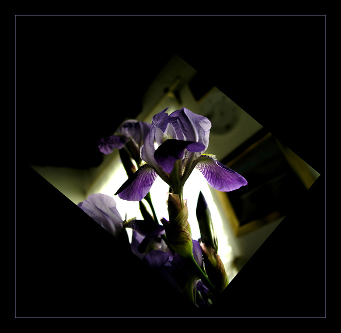 Zátiší s kosatcem