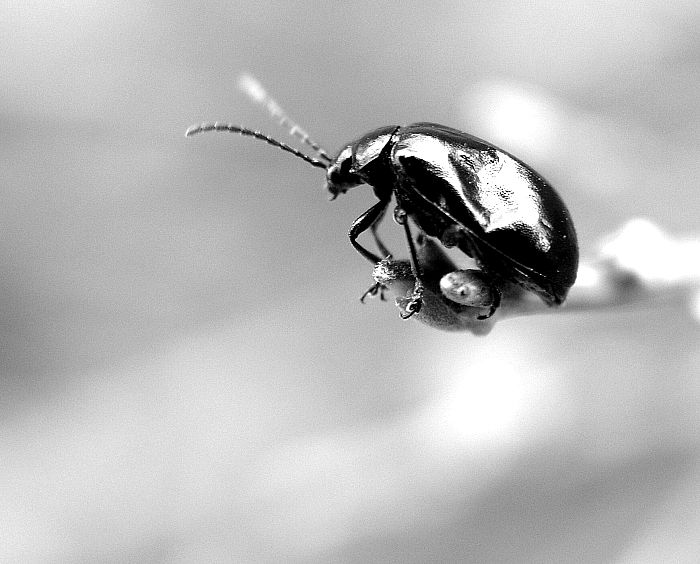 ... trochu pomuchlaná karoserie ..