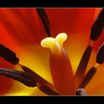 Tulipan