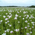 Země je kulatá aneb makové pole