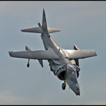 * vychovaný Harrier *