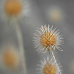 Za Prahou... II. (podzim)