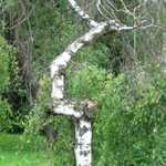 Starenka rokmi skusana...