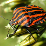 Kněžice páskovaná