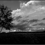 Nebe,země.strom