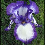 Kosatec v plné parádě.