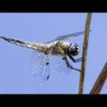 Kde jsi, pavoučku ?