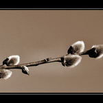 <b><u>*****Maňusky*****</b></u> </a></span><br>