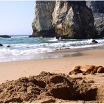 Někde tu byl zakopaný pes