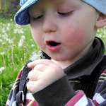 <b>pampelišková</b>