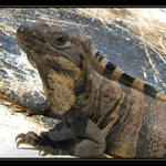 Opaluji se, NERUŠIT...