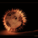 Zátišie s bodliakom