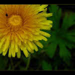 posledná // pampeliška //