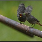 Dej sem tu housenku!!!