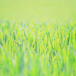 zelená je tráva ...
