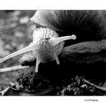 Snek na cestách, aneb...