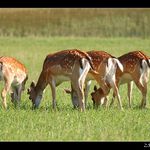 Daněk s danicí a daněčaty