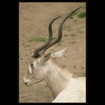 rohy,nebo parohy...??