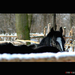 .:zachrante kone:..