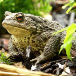Ropucha