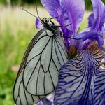 Sedím na kosatci a je mi dobře