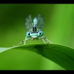 A vážně se dostanu na photopost ?