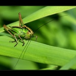 to jsem z toho jelen