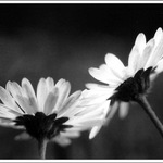 "Good Morning Beautiful"