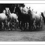 nech to koňovi aneb hurá na pastvu!