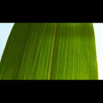 * v uzavření čar *